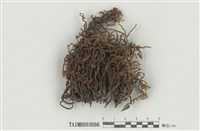 藏品(毛扭苔屬)的圖片